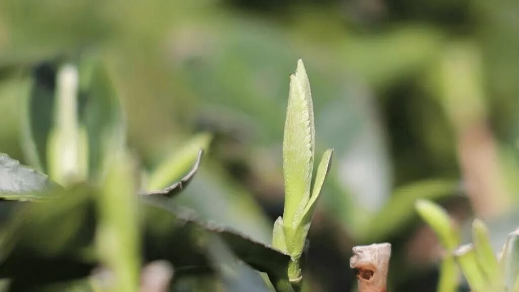 Close-up of silvery trichomes covering unopened Silver Needle tea buds