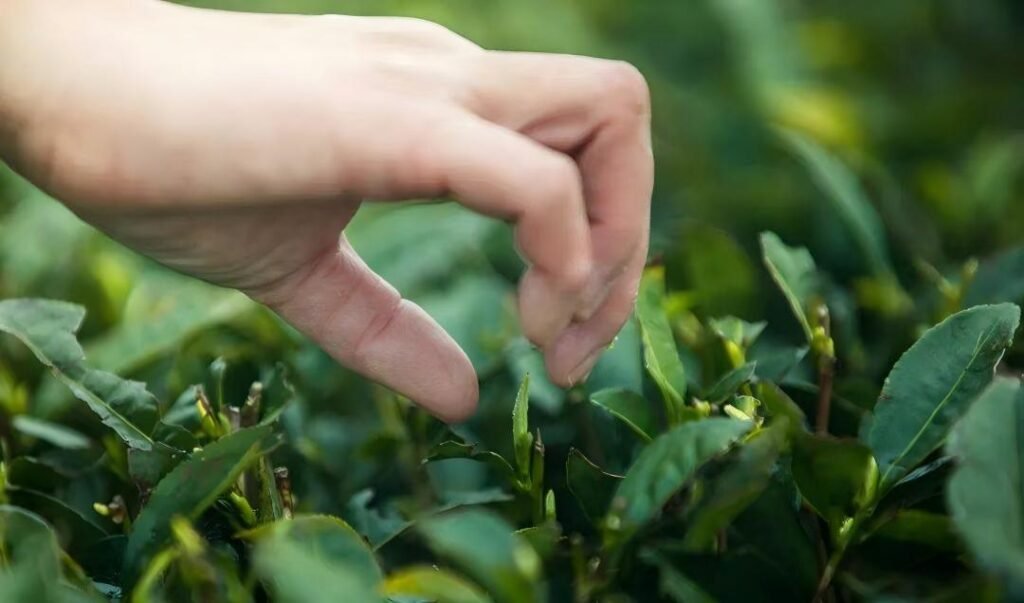 Hand-plucked Bai Hao Yin Zhen silver needle buds, spring 2026 harvest