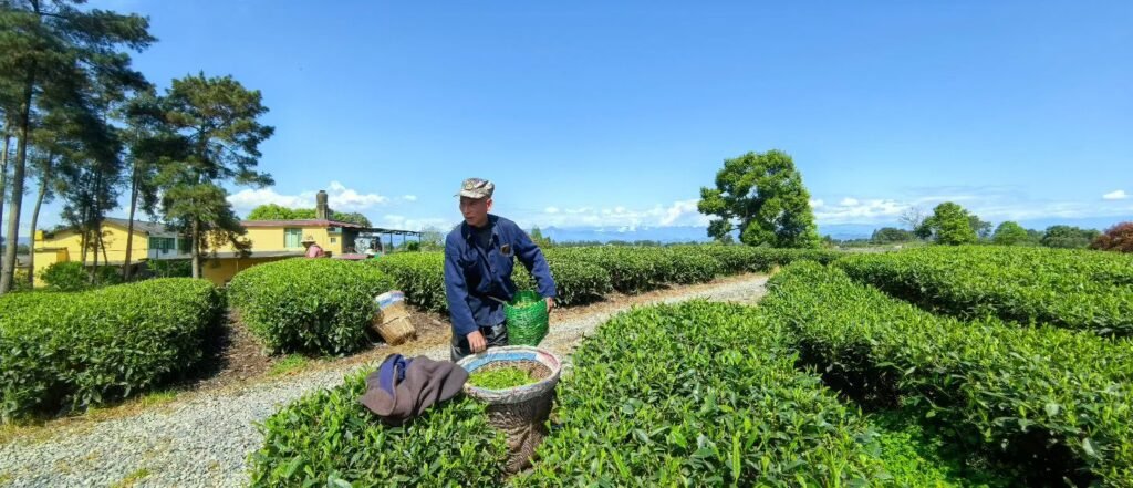 high mountain tea gardens in fujian china with misty climate