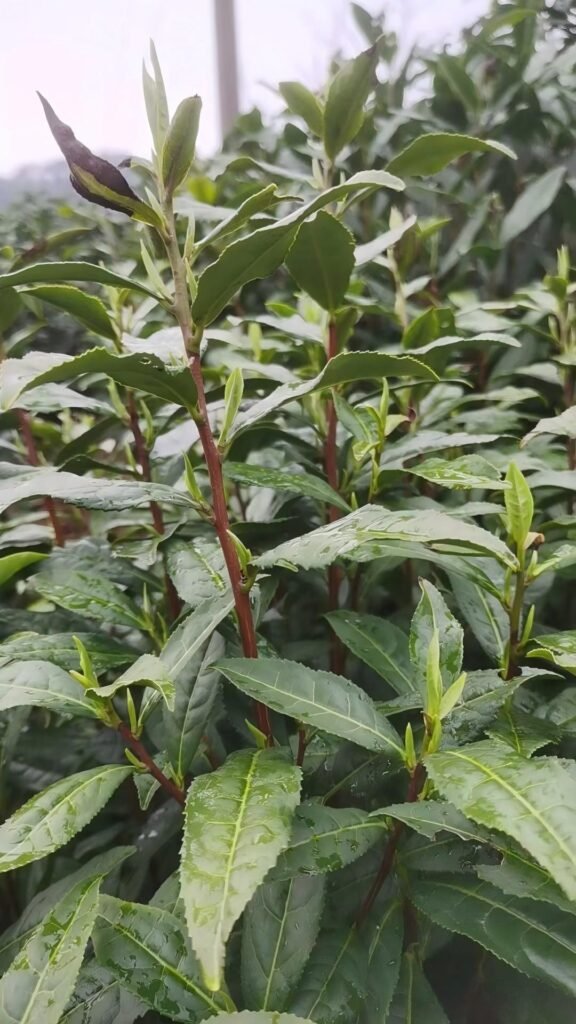 Huang shan mao feng bud shape with pointed tip and white fuzz