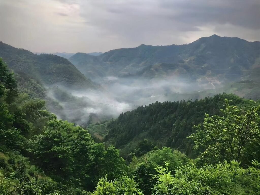 Fuxi Township huang shan mao feng tea gardens at 600m elevation in Anhui