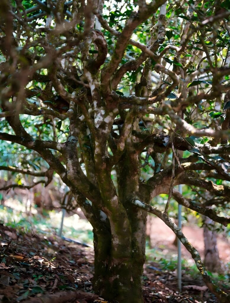 1,600-1,900m elevation Banzhang tea gardens showing ancient tea trees on rocky red soil in Menghai