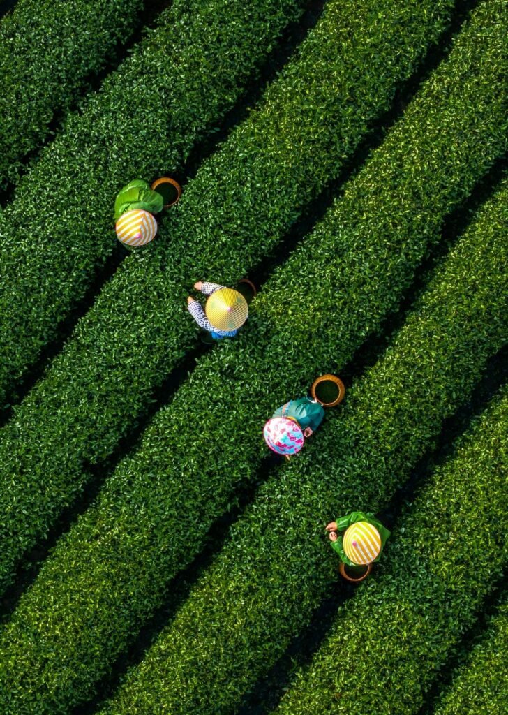 Shouning Mountain Tea