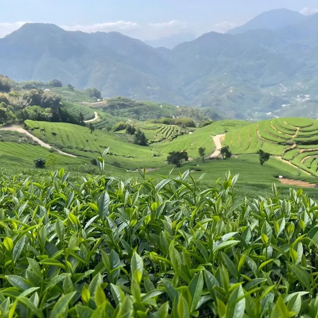 Shouning Tea Plantations