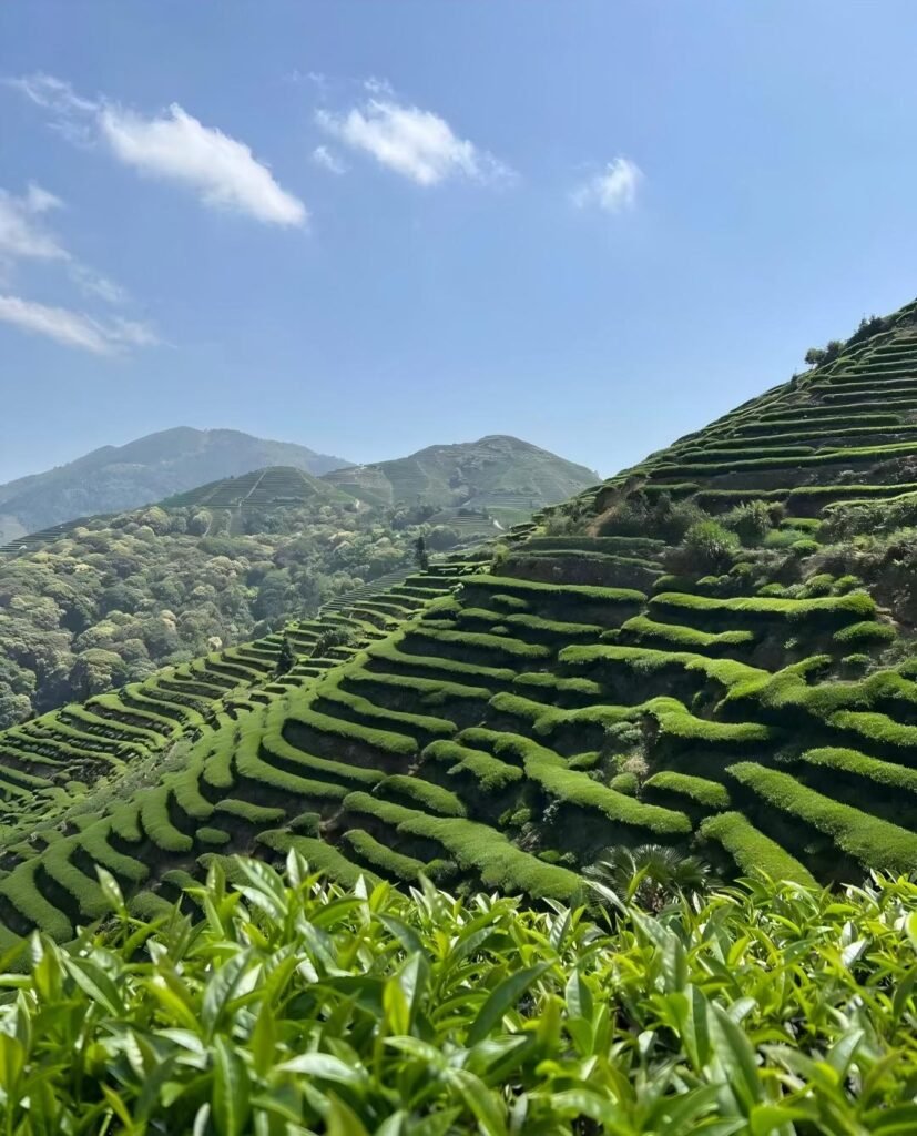 Shouning Tea Plantations