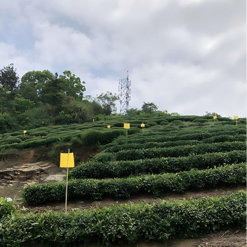 huang shan mao feng green tea