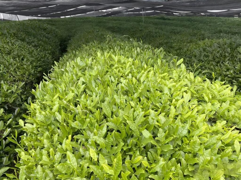 Japanese matcha tea bushes covered with straw canopies twenty days before harvest to enhance umami