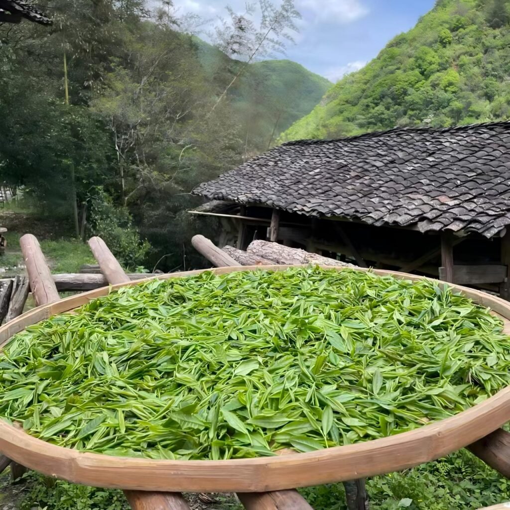 Misty high-mountain tea garden at 800m elevation in Shouning, Fujian, where MinTeaShop green tea is grown.