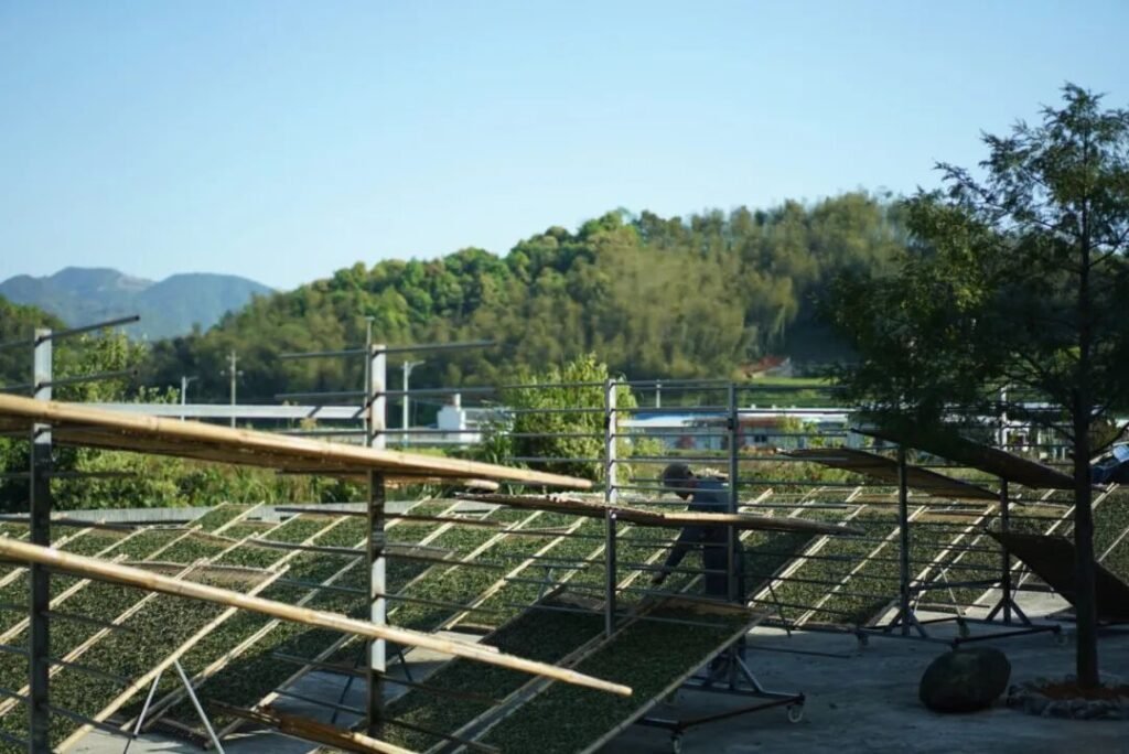 Traditional white tea withering process on bamboo trays in Fujian, China