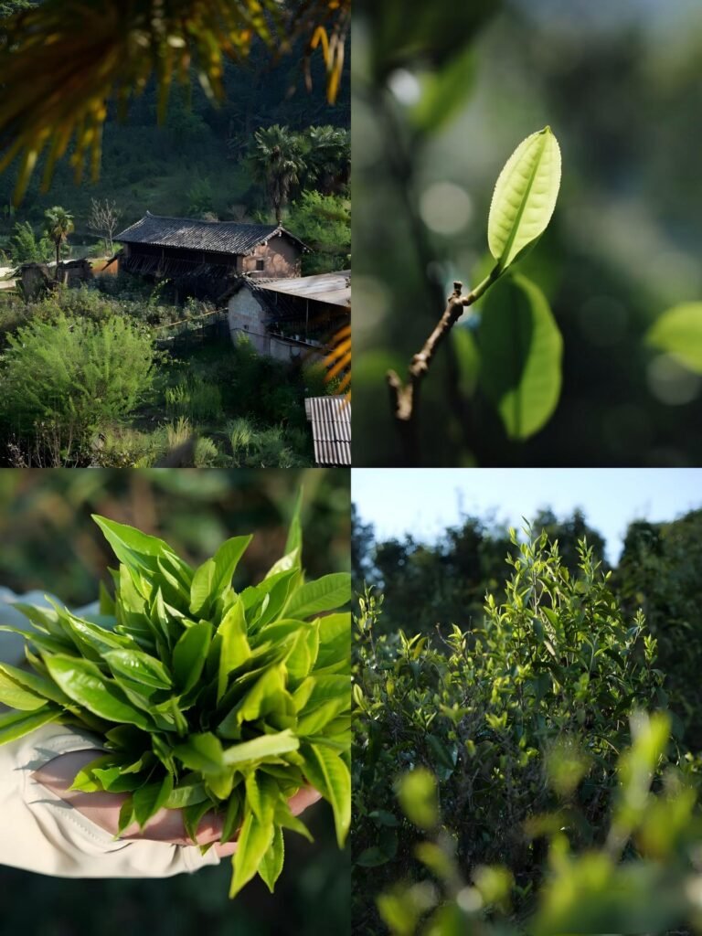 Yunnan tea garden at 1,600m altitude under cloud cover in the Menghai region