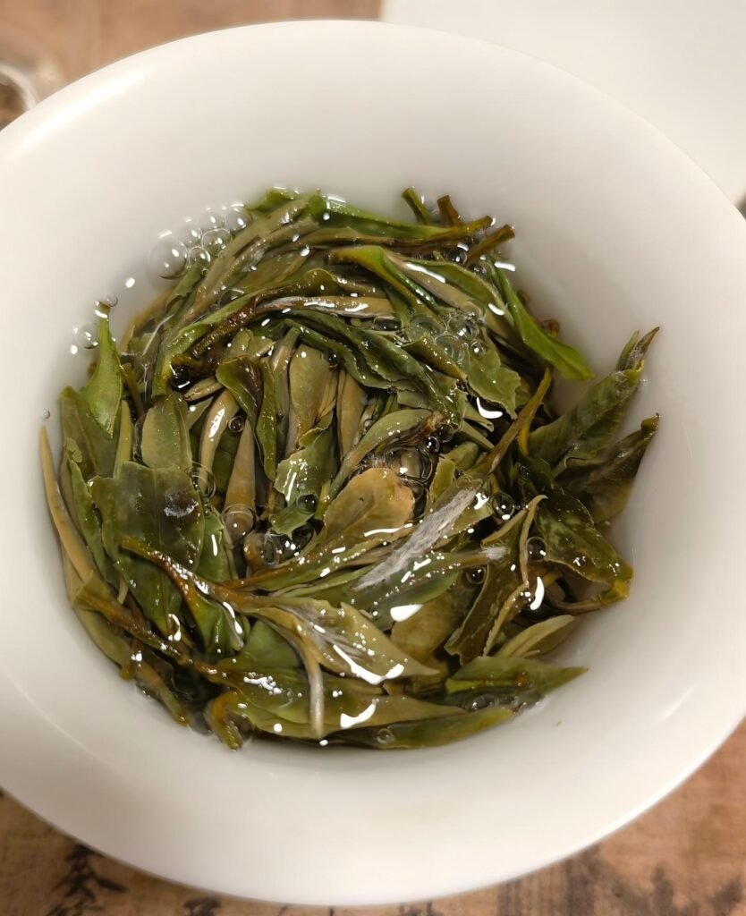 Gongfu style brewing of pressed White Peony Bai Mu Dan cake in gaiwan"