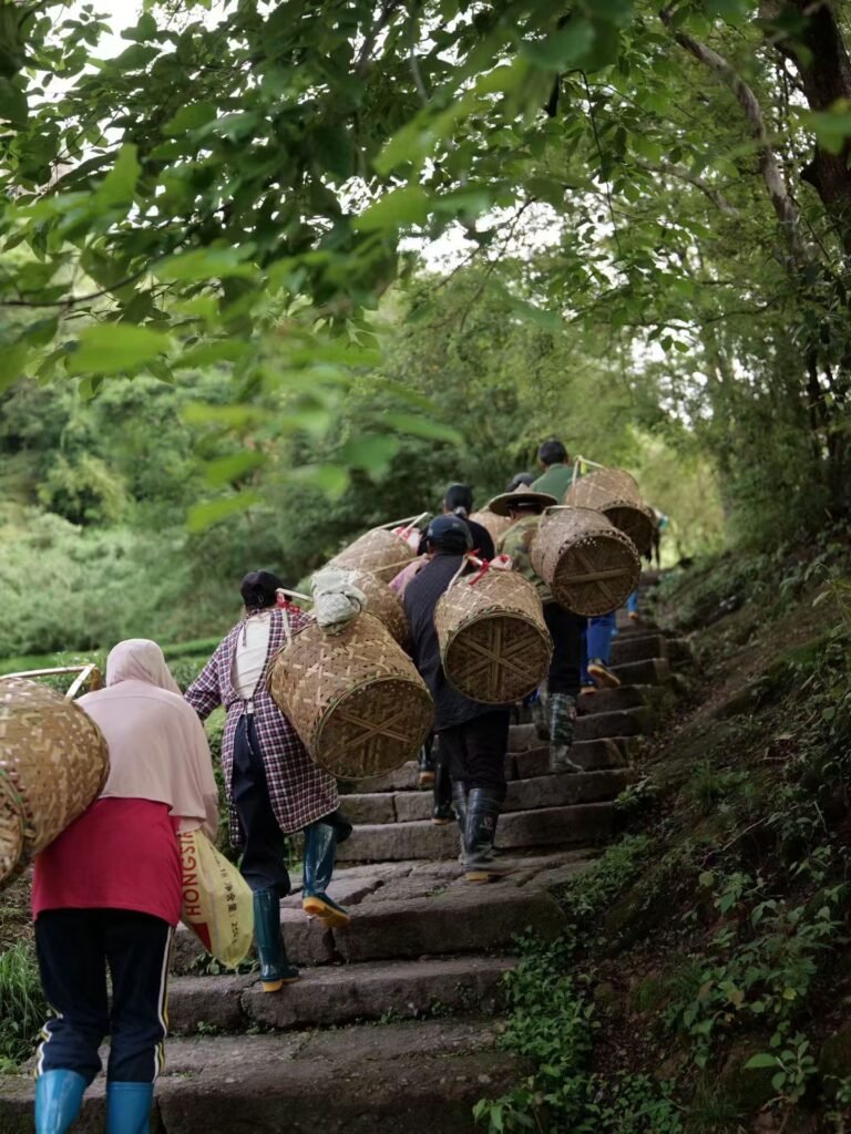 wuyi-rock-tea-farmers-carrying-traditional-baskets-up-stone-steps