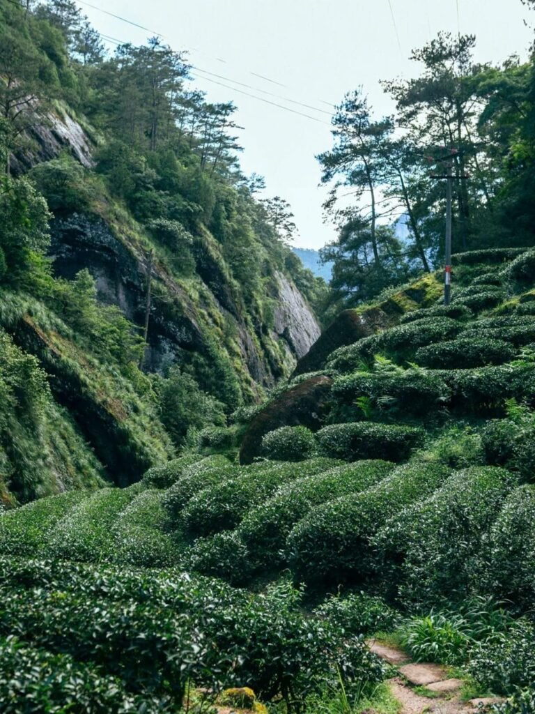 Rougui Wuyi rock tea grown in shaded rocky 