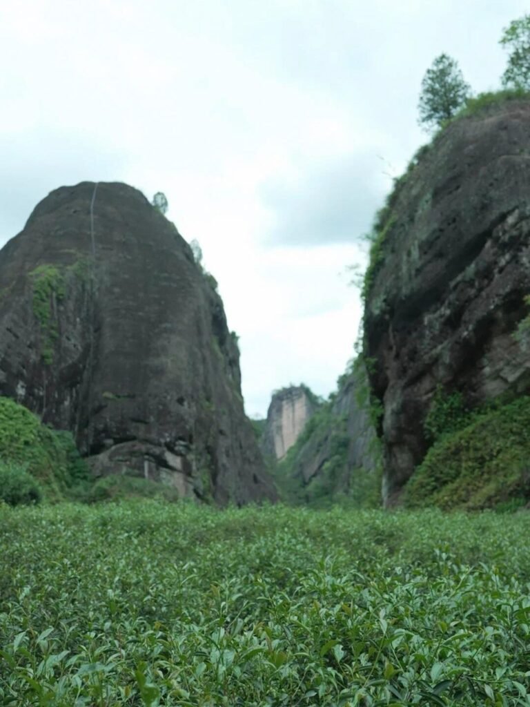 Rocky Wuyi Mountain cliffs where yancha tea bushes grow.