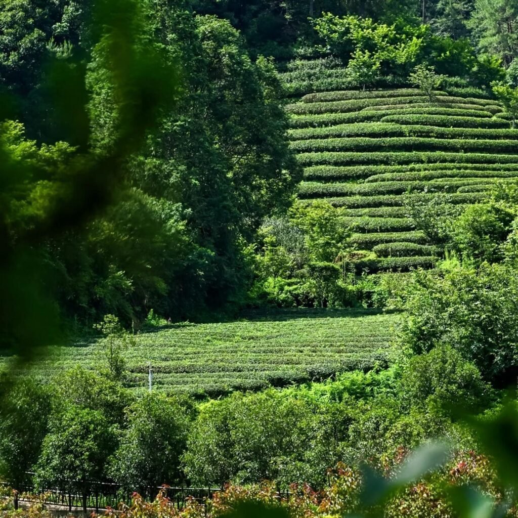 yezhuke-rougui oolong
