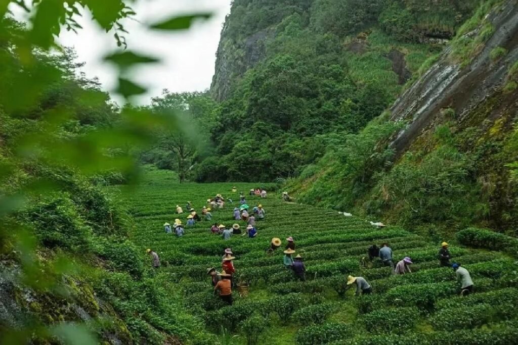 Selection of 2026 Wuyi Rougui rock tea harvest.