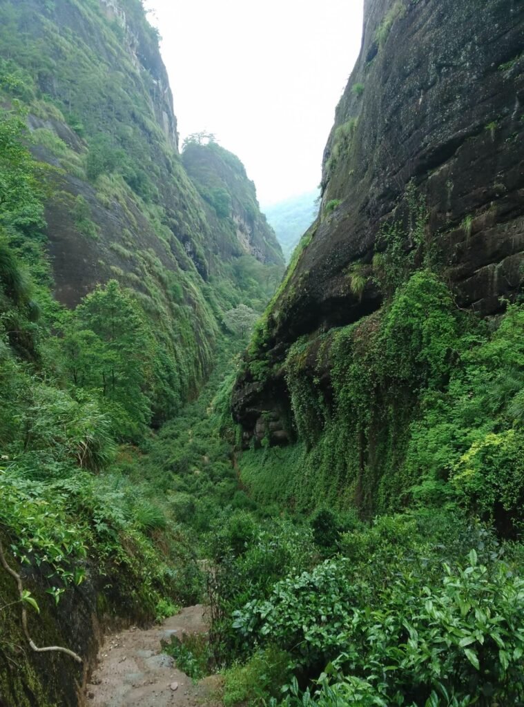 liuxiangjian rougui wuyi oolong tea